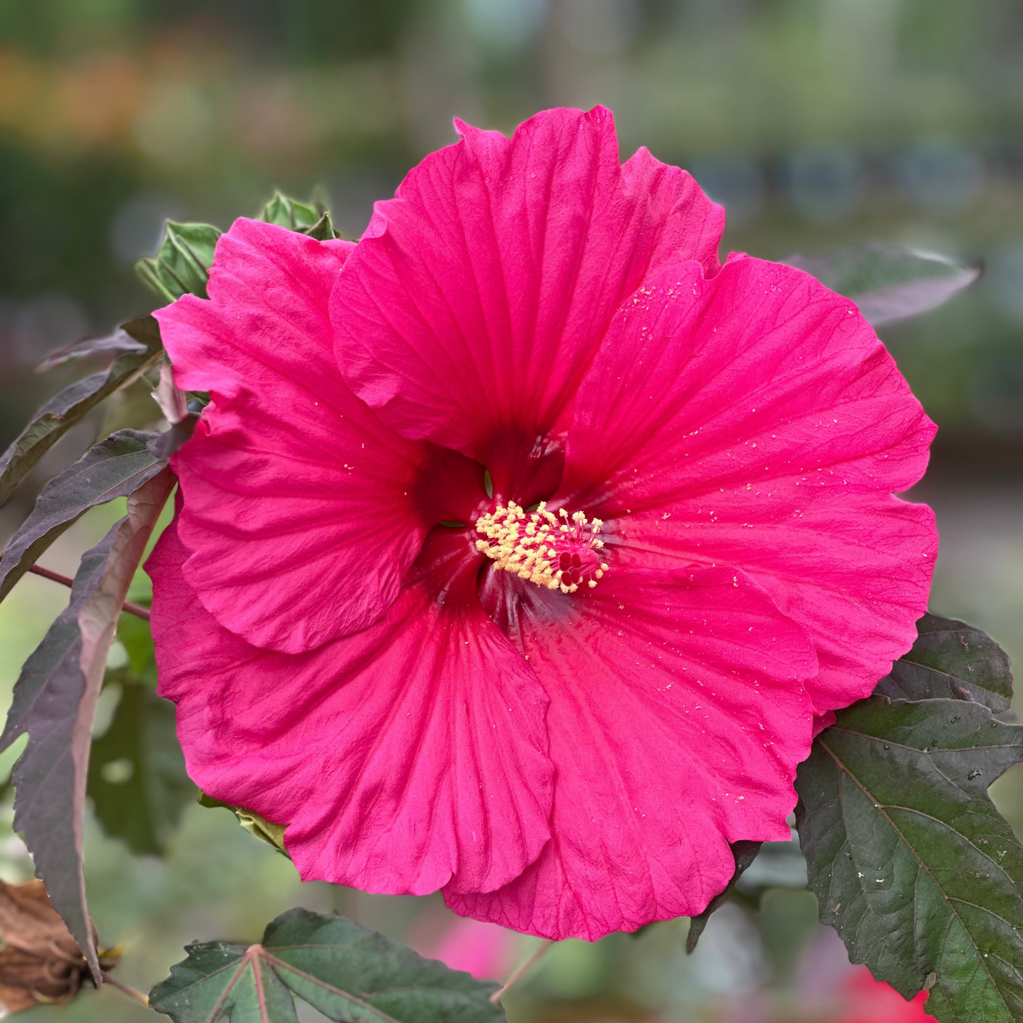Hibiscus | Watermelon Ruffles - 2 Gallon