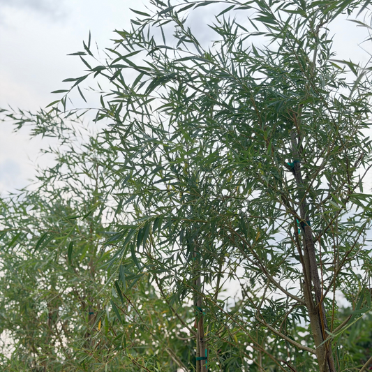 Salix | Golden Weeping Willow - 7 Gallon