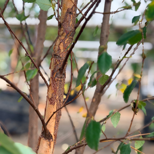 Betula | City Slickers Paper Birch - 7 Gallon