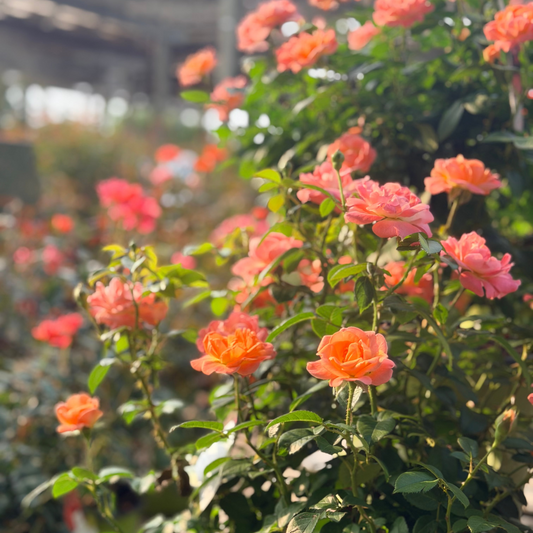 Rosa | Knock Out Rose | Orange Glow Knock Out - 3 Gallon