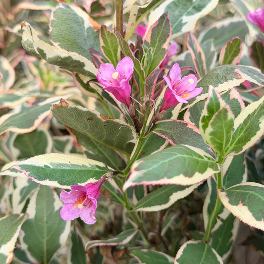 Weigela | My Monet Weigela - 2 Gallon