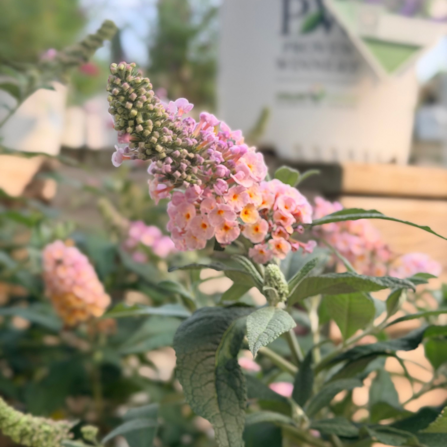 Buddleia | Pugster Butterfly Bush | Sorbet - 3 Gallon