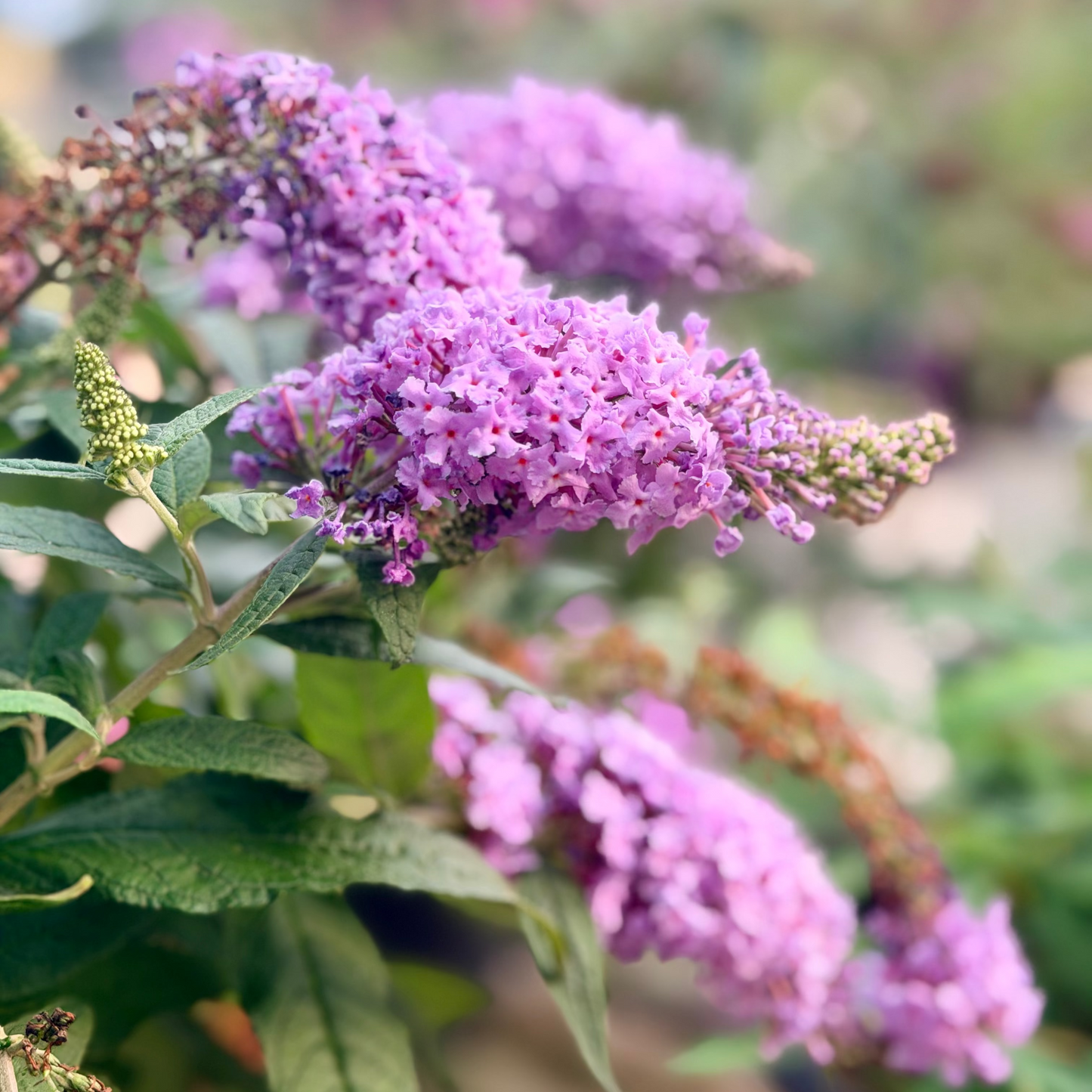 Buddleia | Pugster Butterfly Bush | Amethyst - 3 Gallon