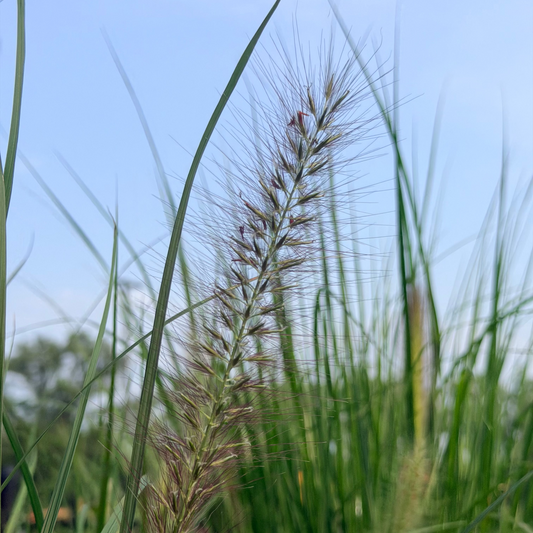 Pennisetum | Red Head Fountain Grass - 3 Gallon