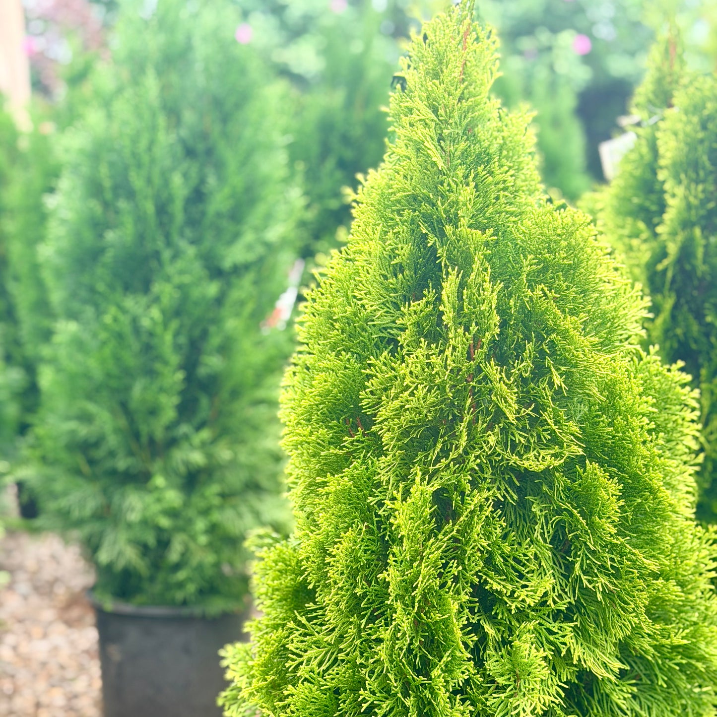 Thuja | Highlights Arborvitae - 3 Gallon