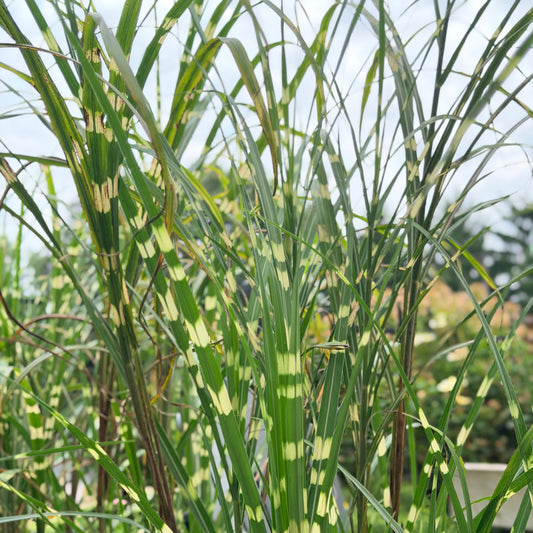 Miscanthus | Zebra Grass - 3 Gallon