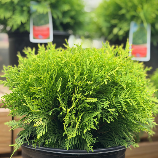 Thuja | Golden Globe Arborvitae - 3 Gallon