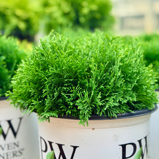 Thuja | Tater Tot Arborvitae - 2 Gallon
