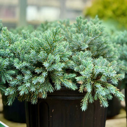 Juniperus | Blue Star Juniper - 2 Gallon