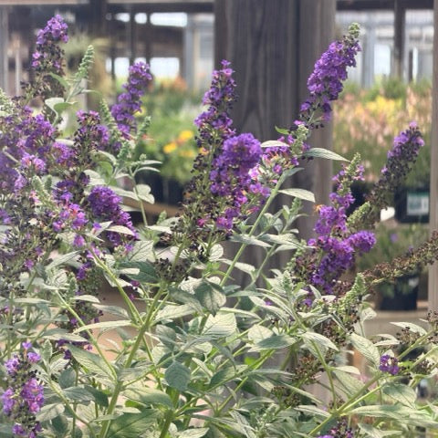Buddleia | Miss Violet Butterfly Bush - 3 Gallon