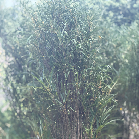 Rhamnus | Fine Line Buckthorn - 3 Gallon