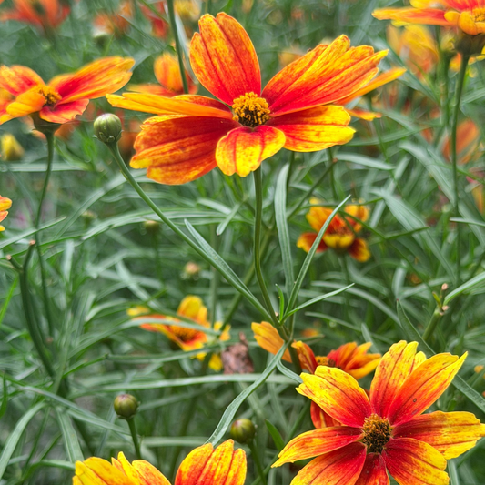 Coreopsis | Fall Sensation Tickseed | Vermillion - 1 Gallon