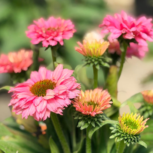 Echinacea | SunSeekers Coneflower | Pink Grapefruit - 1 Gallon
