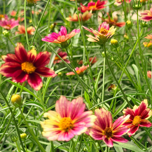 Coreopsis | Big Bang Tickseed | Mercury Rising - 1 Gallon
