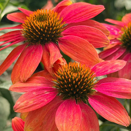 Echinacea | Sombrero Coneflower | Tres Amigos - 1 Gallon
