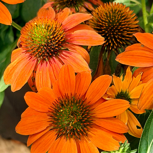 Echinacea | Sombrero Coneflower | Adobe Orange - 1 Gallon