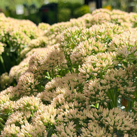 Sedum | Autumn Joy Stonecrop - 1 Gallon