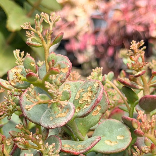 Sedum | October Daphne Stonecrop - 1 Gallon
