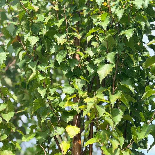 Betula | Parkland Pillar Birch - 7 Gallon