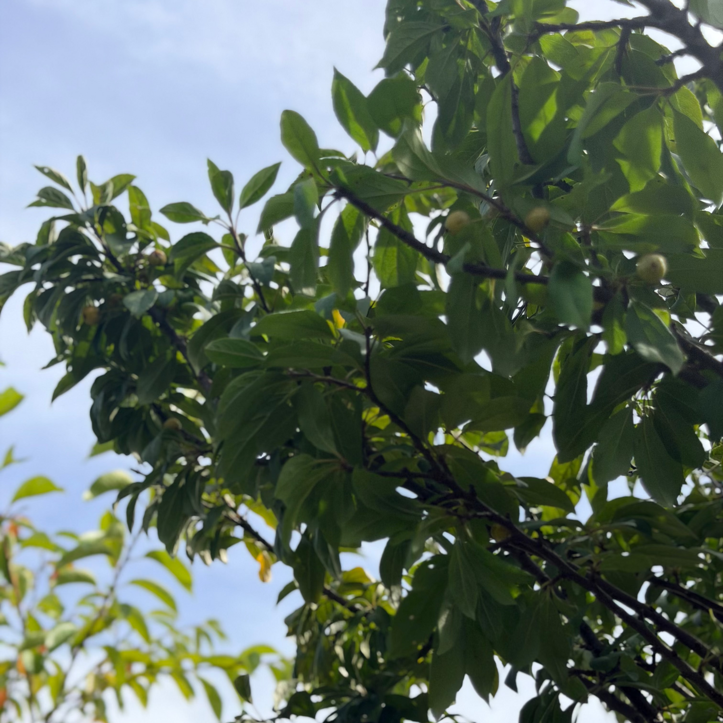 Malus | Coralburst Crabapple - 15-Gallon
