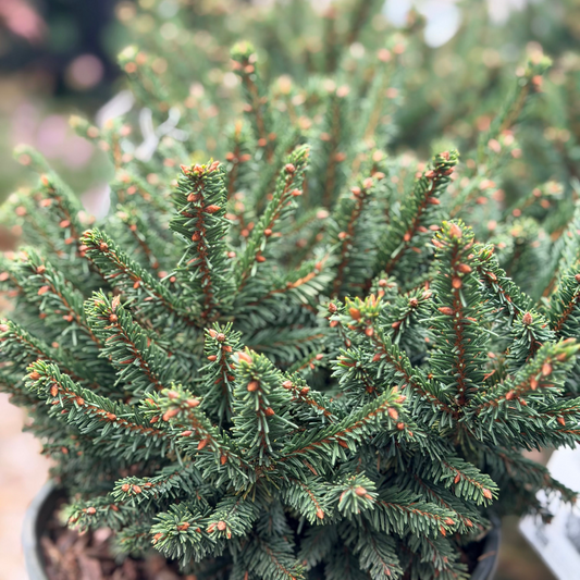 Picea | Dwarf Norway Spruce - 2 Gallon