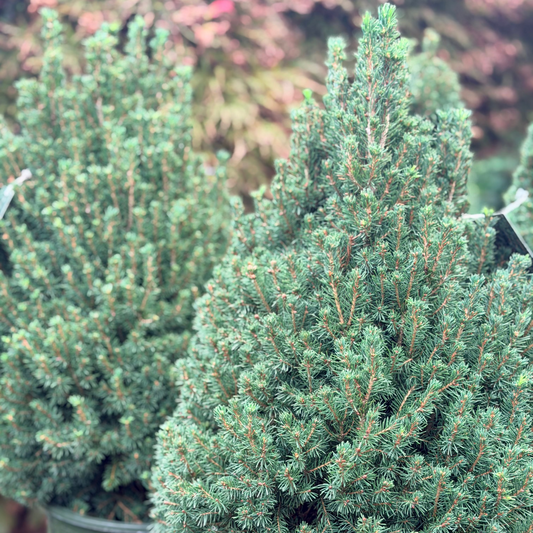 Picea | Glauca Tiny Tower - 2 Gallon