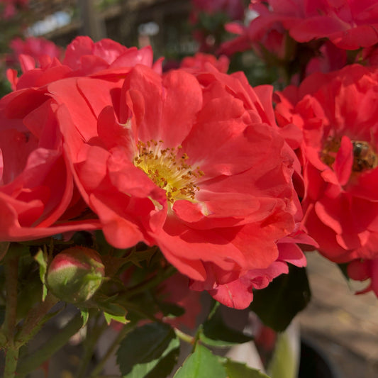 Rosa | Drift Rose | Coral - 2 Gallon