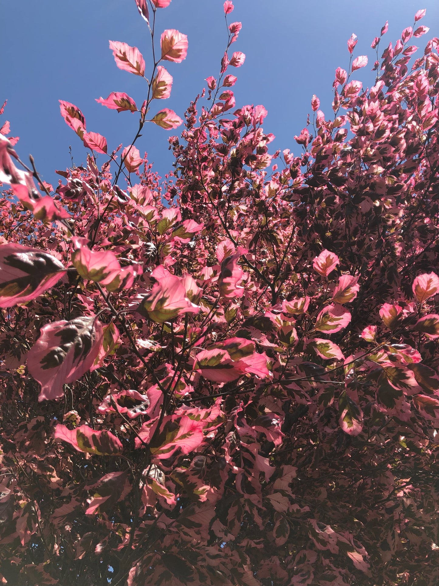 Fagus | Tricolor Beech - 5 Gallon