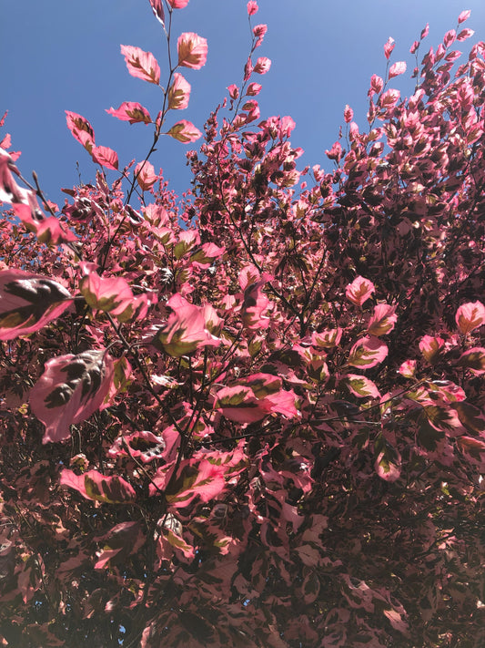 Fagus | Tricolor Beech - 5 Gallon