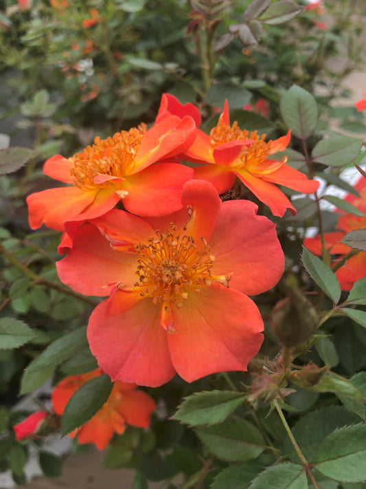 Rosa | Oso Easy Rose | Hot Paprika - 2 Gallon