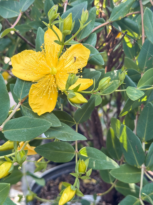 Hypericum | Sunburst St. John's Wort - 3 Gallon