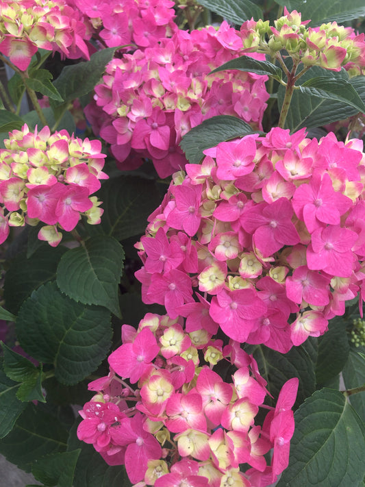 Hydrangea | Summer Crush Bigleaf Hydrangea - 3 Gallon