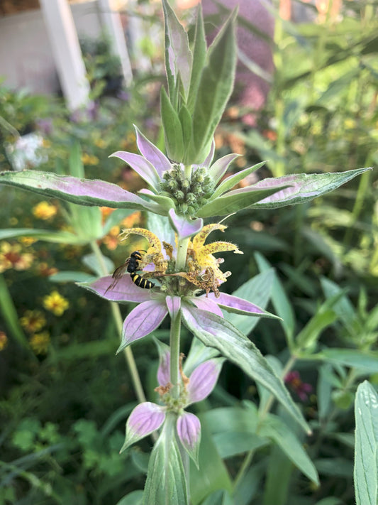 Monarda | Spotted Bee Balm - 1 Quart