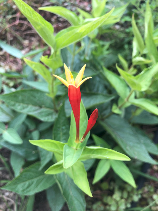 Spigelia | Ragin Cajun Indian Pink - 1 Gallon