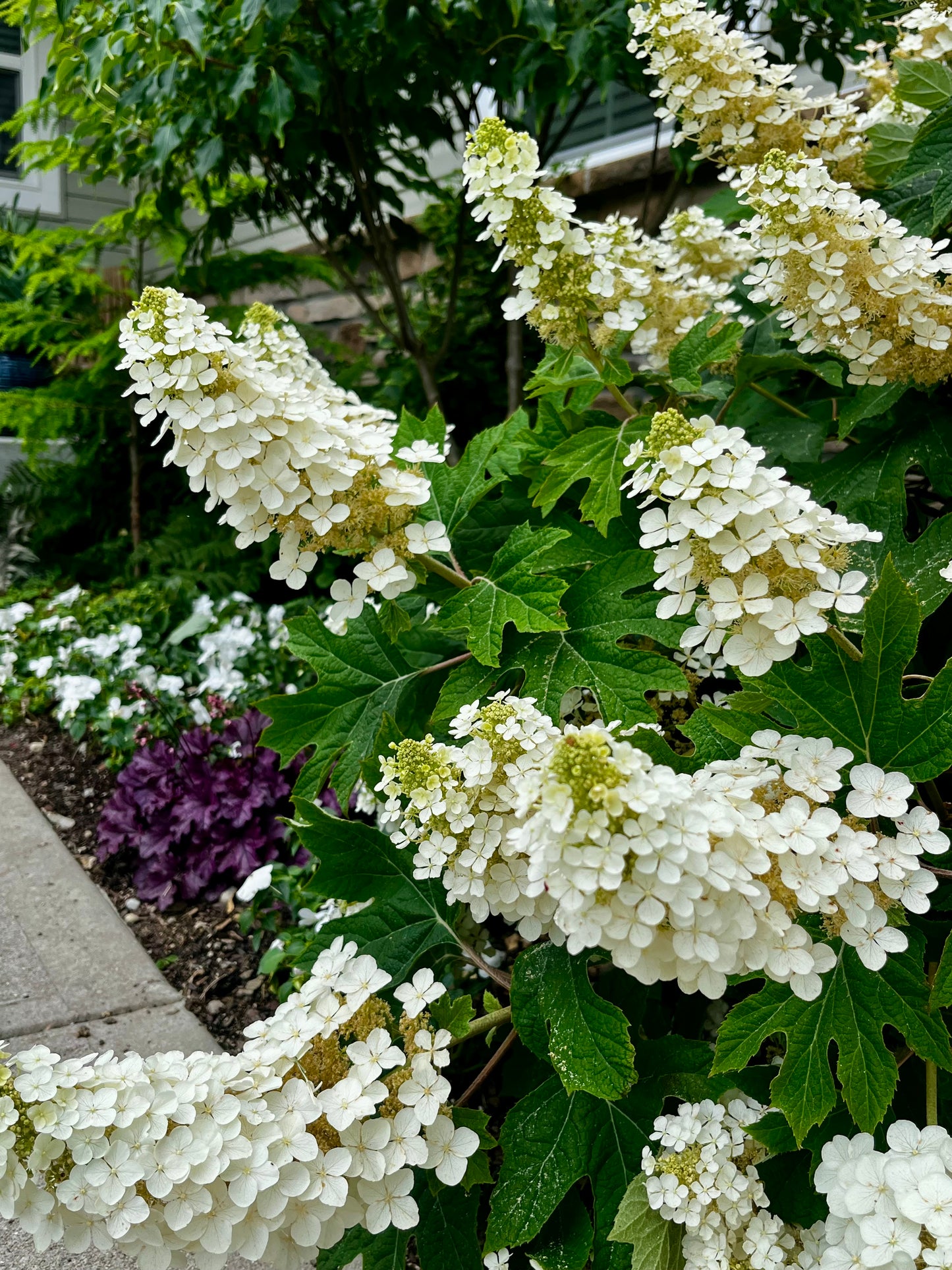 Hydrangea | Ruby Slippers Oakleaf Hydrangea - 3 Gallon
