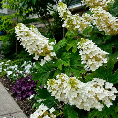 Hydrangea | Ruby Slippers Oakleaf Hydrangea - 3 Gallon