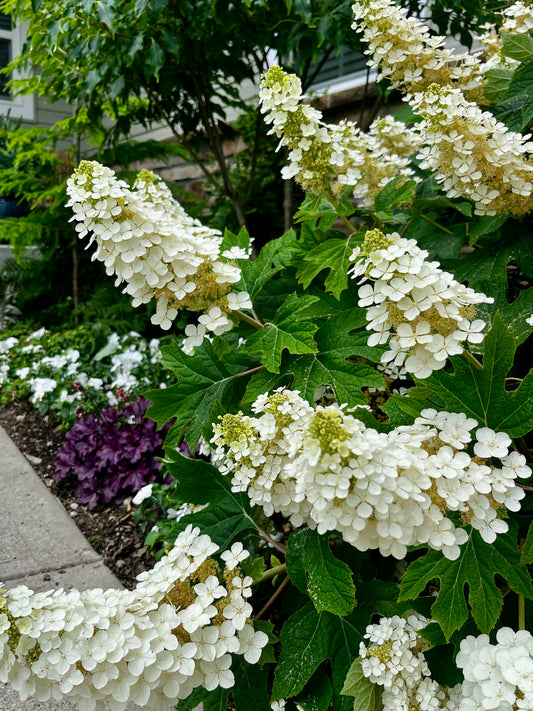 Hydrangea | Ruby Slippers Oakleaf Hydrangea - 2 Gallon