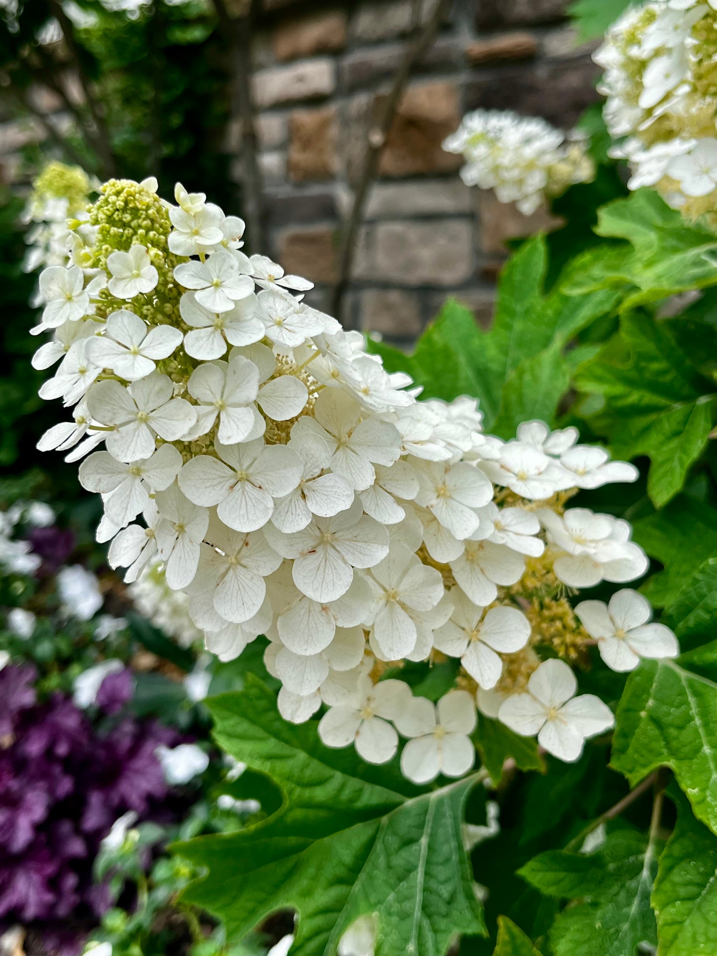 Hydrangea | Ruby Slippers Oakleaf Hydrangea - 3 Gallon