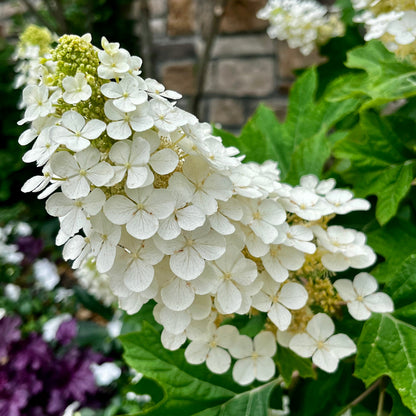 Hydrangea | Ruby Slippers Oakleaf Hydrangea - 3 Gallon