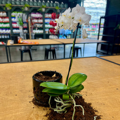 Workshop | Orchid Repotting