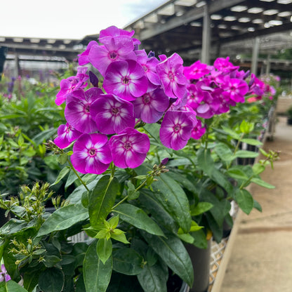 Phlox | Laura Garden Phlox - 1 Gallon