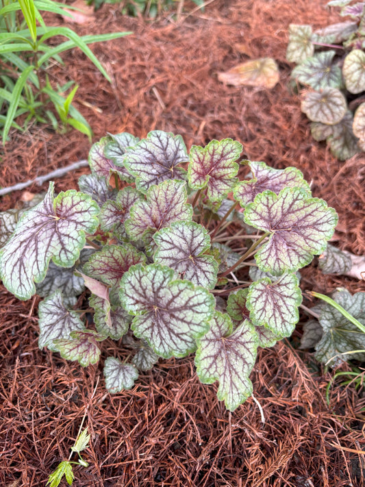 Heuchera | Green Spice Coral Bells - 1 Gallon