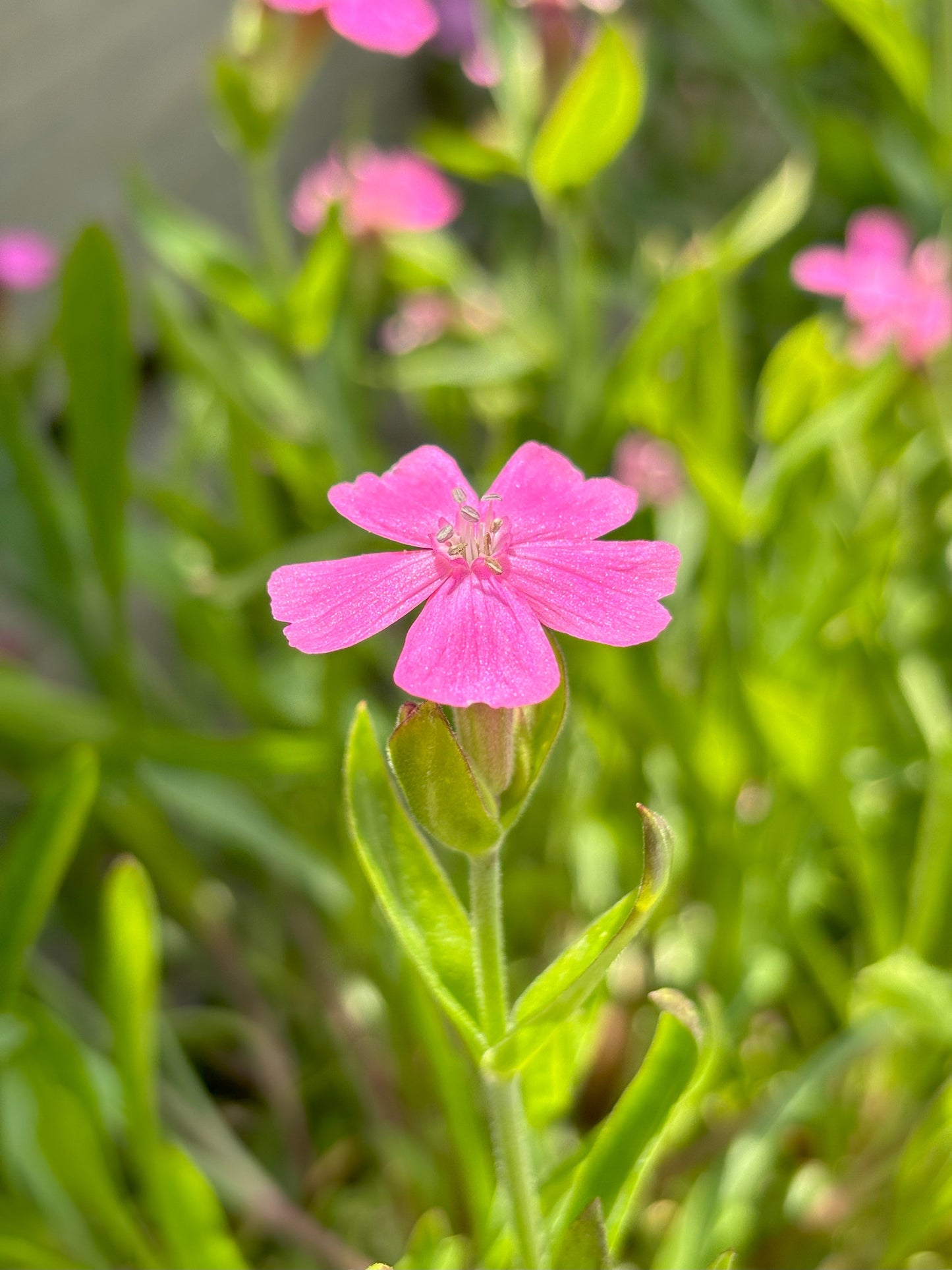 Silene | Short and Sweet Wild Pink - 1 Gallon