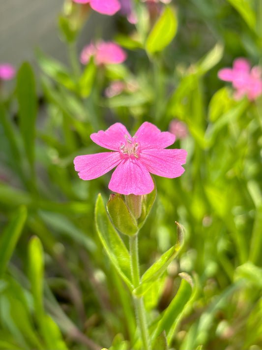 Silene | Short and Sweet Wild Pink - 1 Gallon