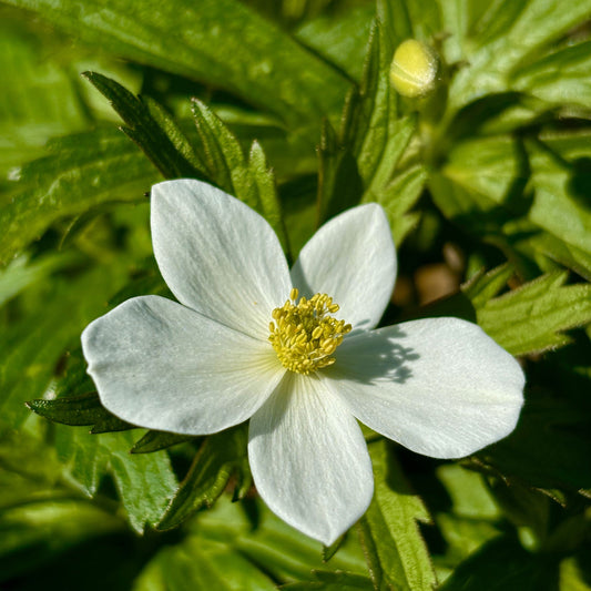 Anemone | Canada Anemone - 1 Gallon
