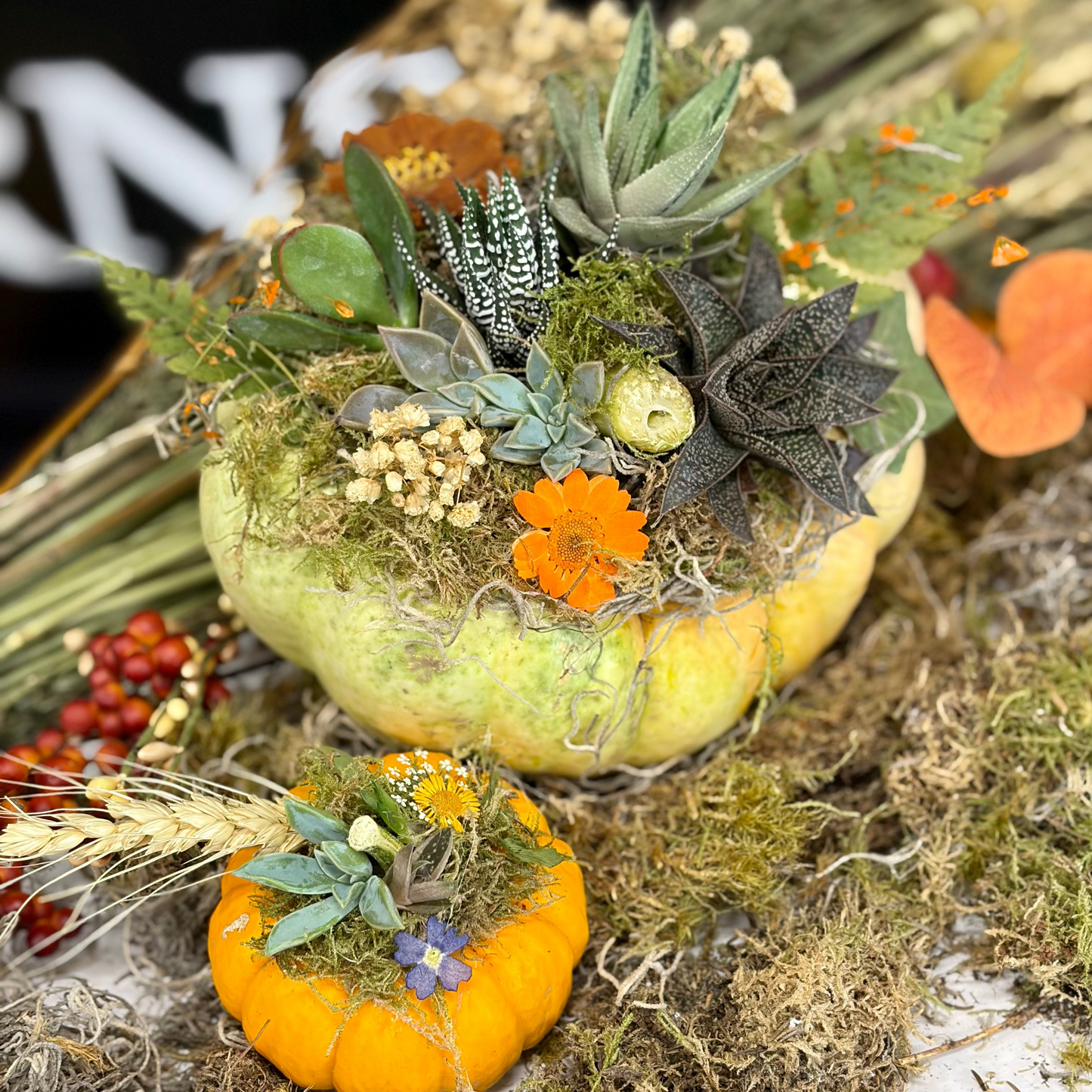 Workshop | Harvest Succulent
