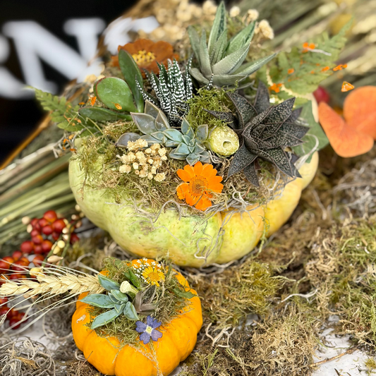 Workshop | Harvest Succulent