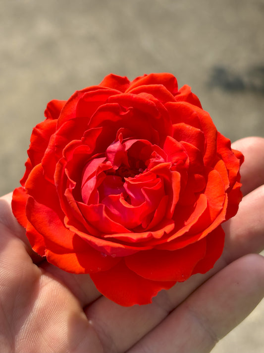 Rosa | True Passion Hybrid Tea Rose