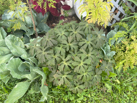 Geranium | Espresso Wild Geranium