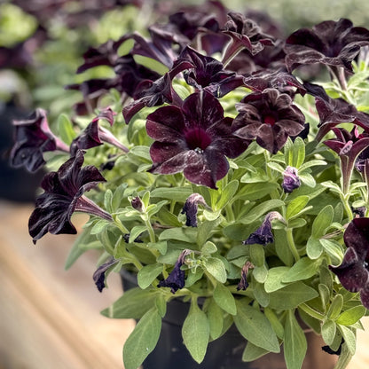 Petunia | Black Magic